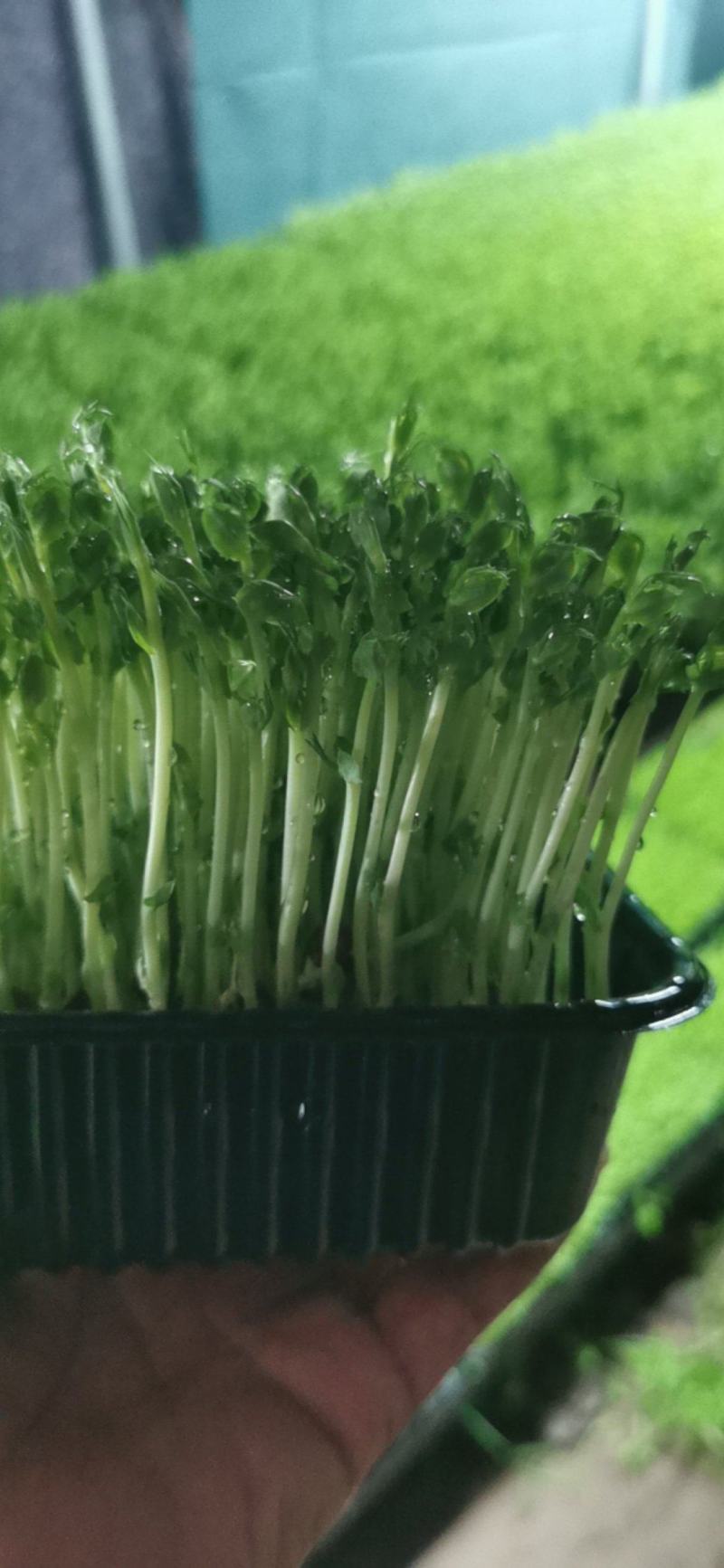 水培碗豆苗