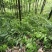对接全国市场种植黄精对接全国市场量大从优欢迎采购热卖中