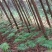 对接全国市场种植黄精对接全国市场量大从优欢迎采购热卖中