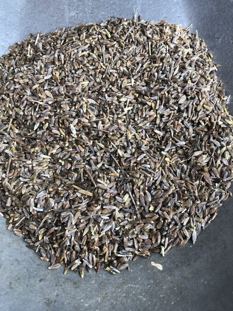苍术籽，纯朱砂点苍术种籽，过风过筛，保质保量，欢迎下单
