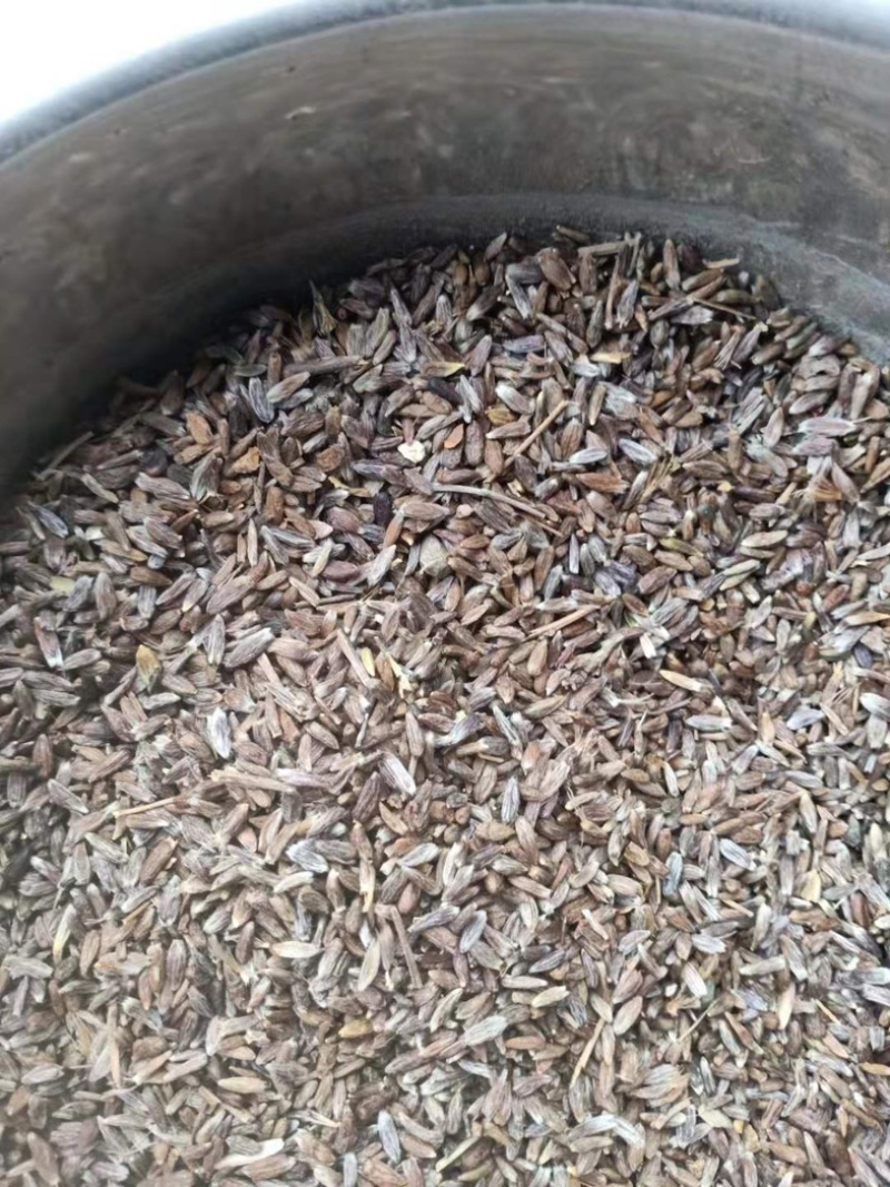 苍术籽，纯朱砂点苍术种籽，过风过筛，保质保量，欢迎下单