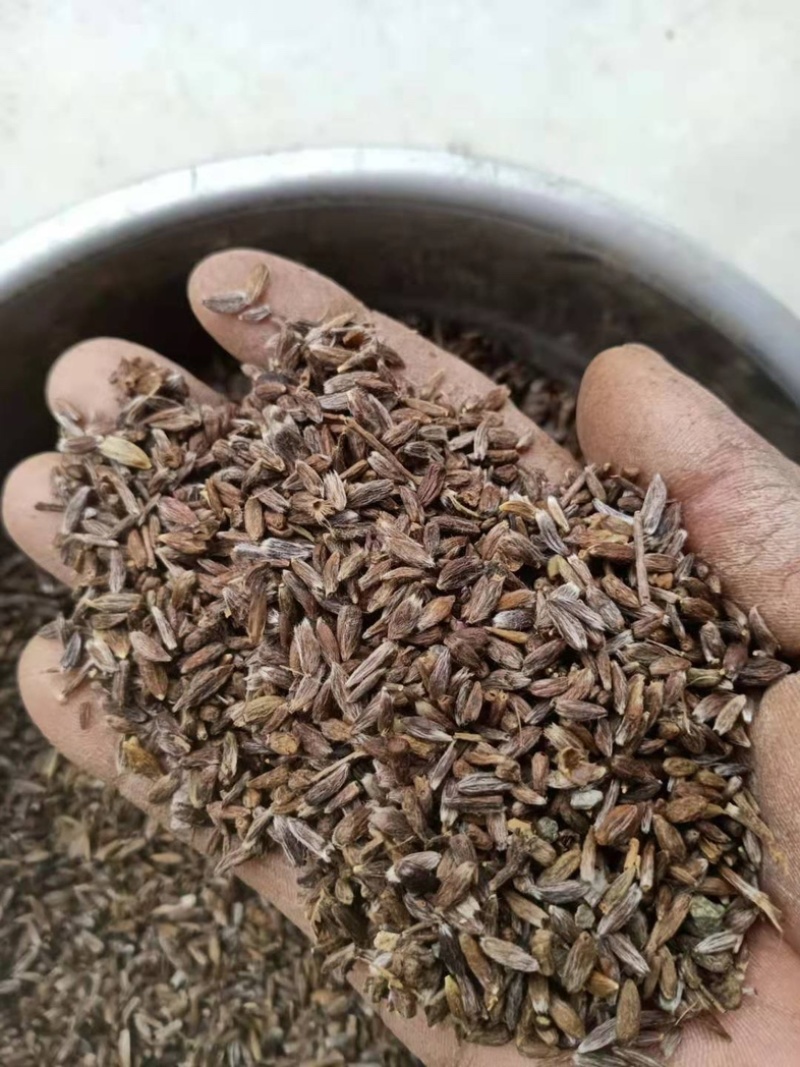 苍术籽，纯朱砂点苍术种籽，过风过筛，保质保量，欢迎下单