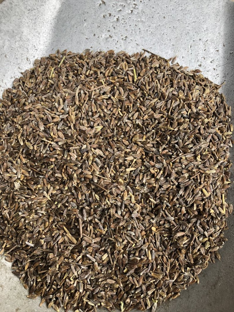 苍术籽，纯朱砂点苍术种籽，过风过筛，保质保量，欢迎下单