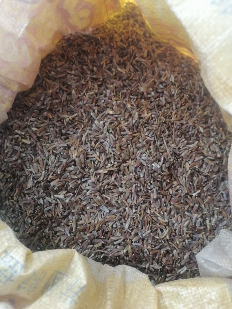苍术籽，纯朱砂点苍术种籽，过风过筛，保质保量，欢迎下单