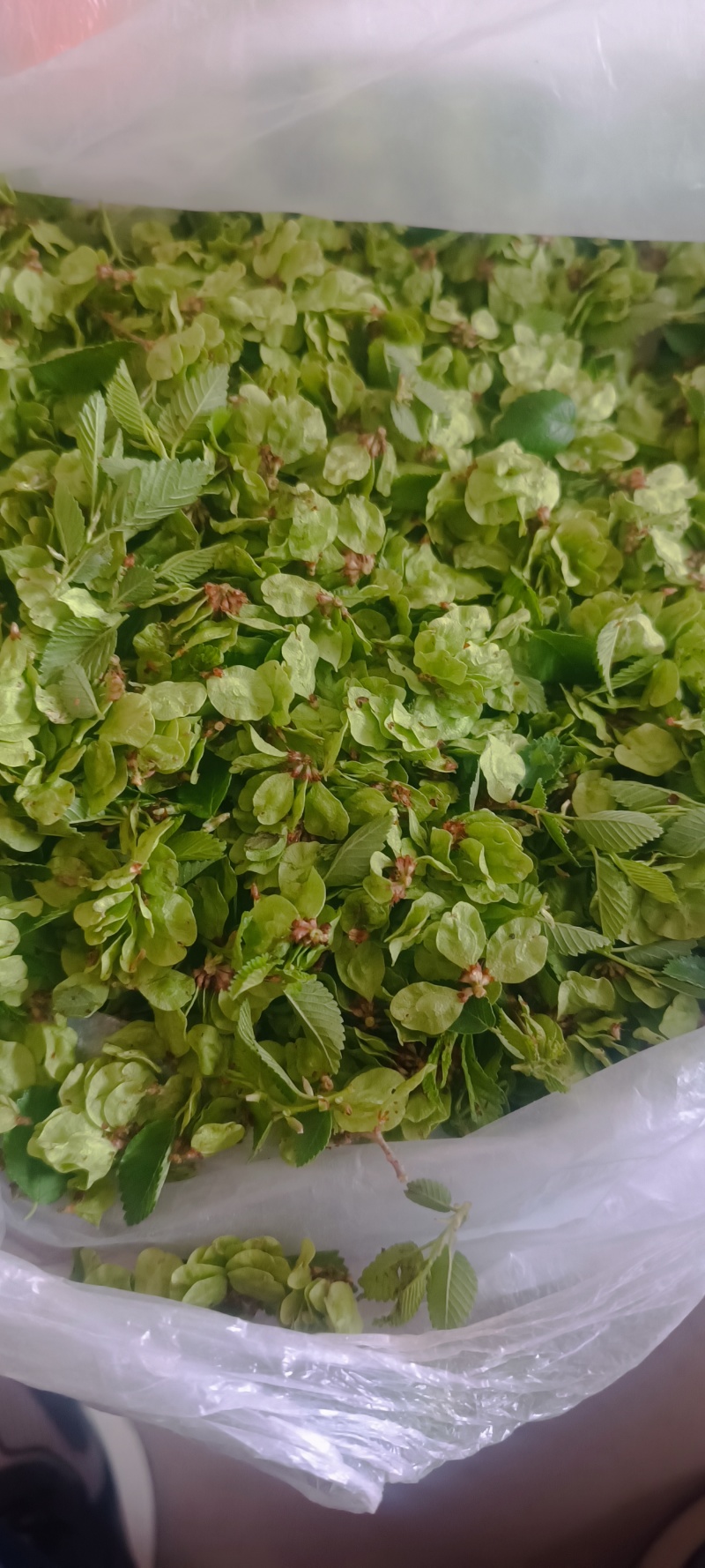 精品榆钱！产地直发！货源充足！精品包装！欢迎砸单