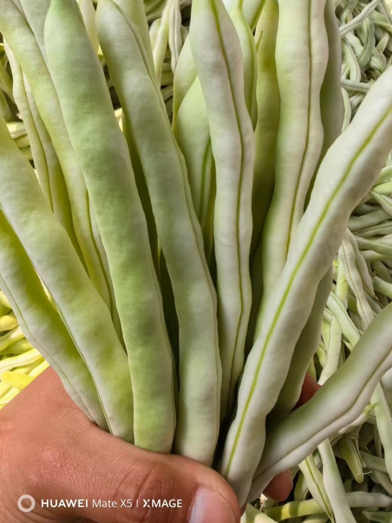 白芸豆产地直发