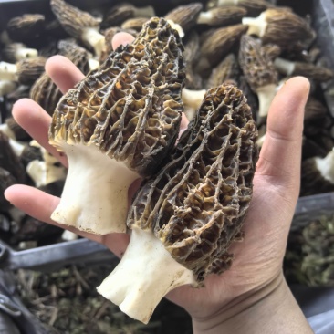 羊肚菌6妹