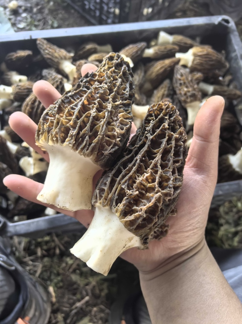 羊肚菌6妹