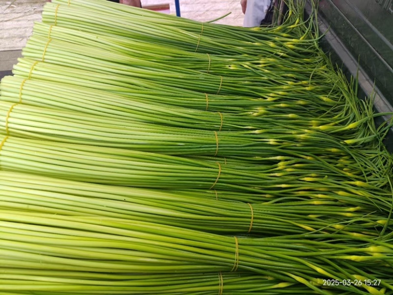 蒜苔精品白帽蒜苔产地直供货源充足