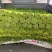 蒜苔精品白帽蒜苔产地直供货源充足