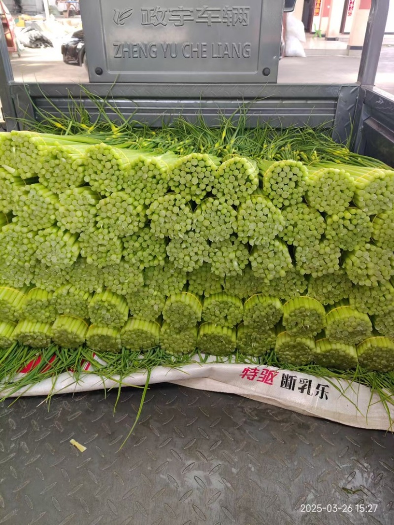 蒜苔精品白帽蒜苔产地直供货源充足