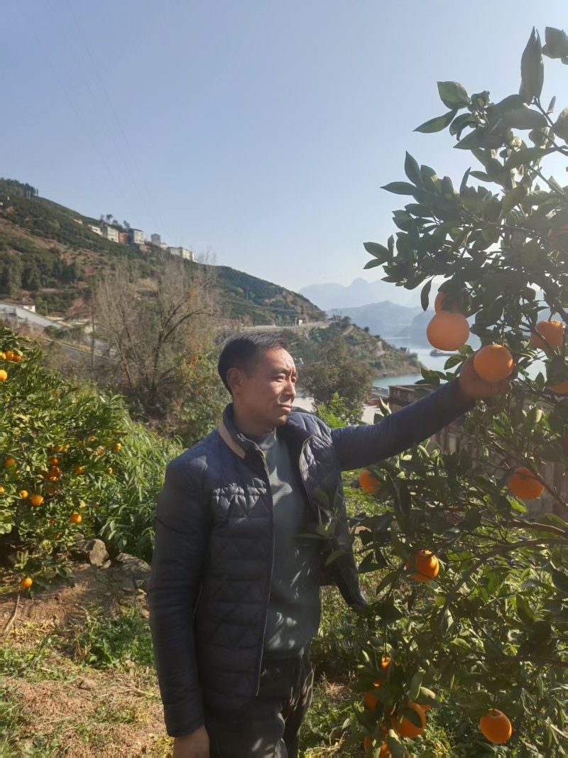 精品伦晚脐橙货源充足量大从优质量保证一手货源欢迎咨询