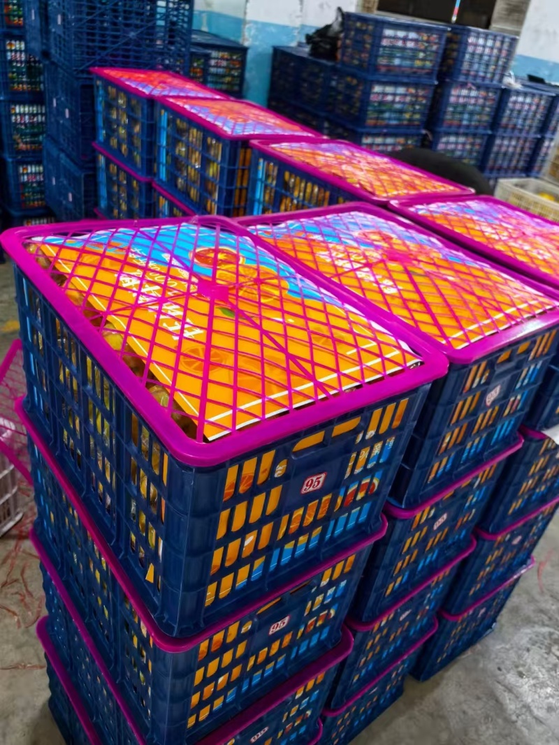 精品伦晚脐橙货源充足量大从优质量保证一手货源欢迎咨询