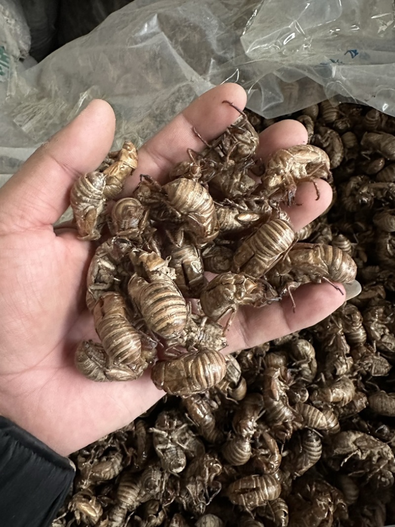 蝉蜕，陕西秦岭大山深处铁皮大壳蝉蜕，欢迎来电洽谈