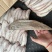 龙利鱼船冻龙利鱼200/300300/400