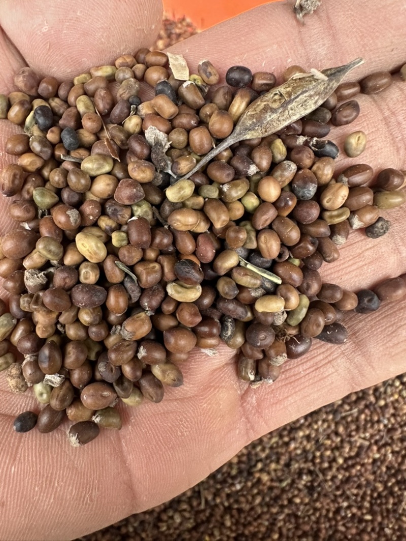 陕西商洛苦参种籽，价格，大量上市，价格可议，