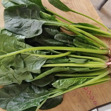 菠菜高杆菠菜