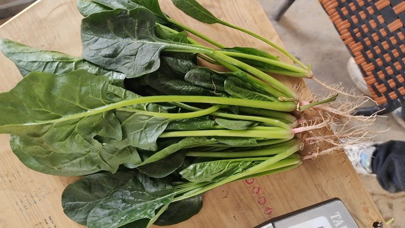 菠菜高杆菠菜