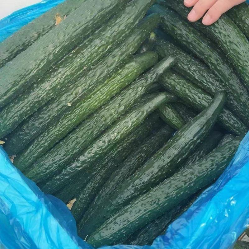 精品密刺黄瓜，全国发货，量大从优，欢迎致电