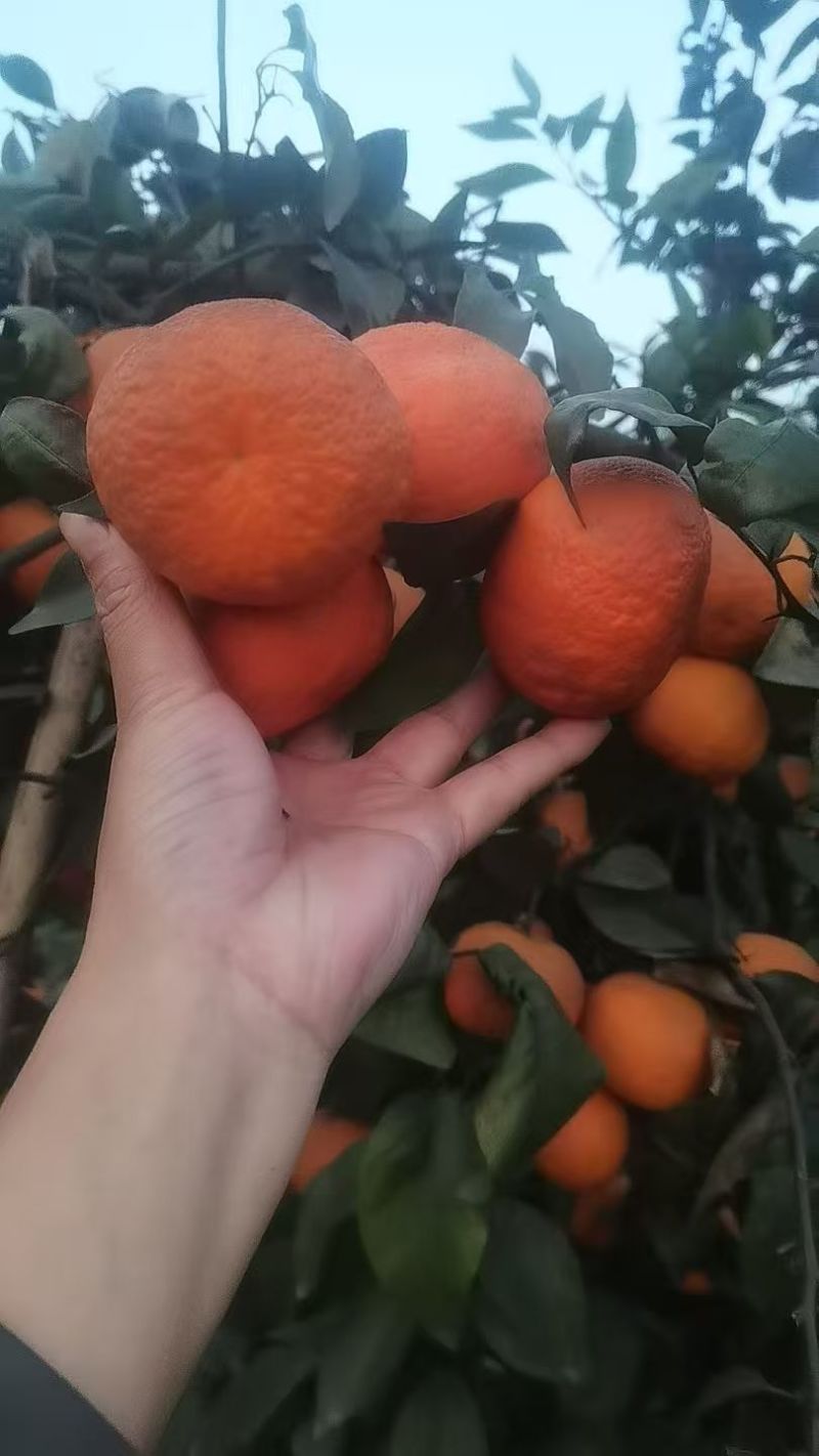 沃柑【柑桔】大量现货供应价格便宜，汁水丰盈
