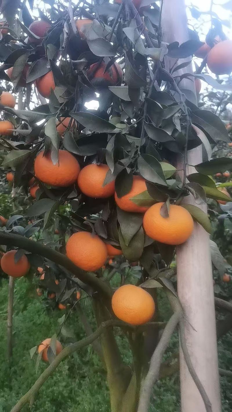 沃柑【柑桔】大量现货供应价格便宜，汁水丰盈