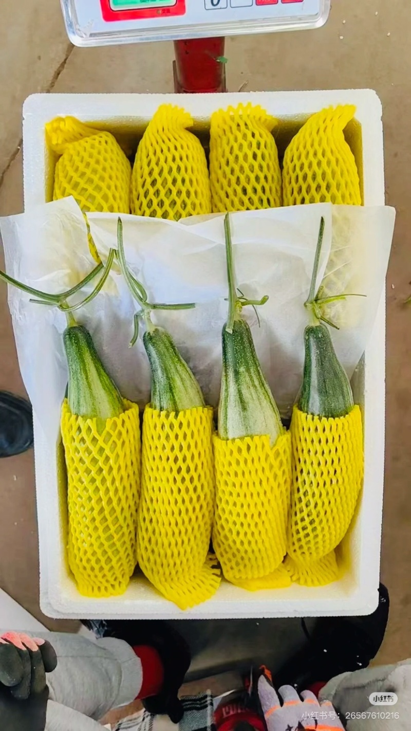 羊角蜜羊角蜜甜瓜聊城甜瓜大量供应商超品质全国发货