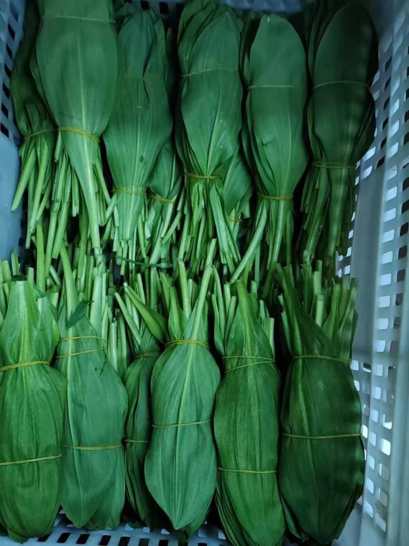 山葱叶大量供货新鲜采摘也有腌制好的品质保证欢迎来电
