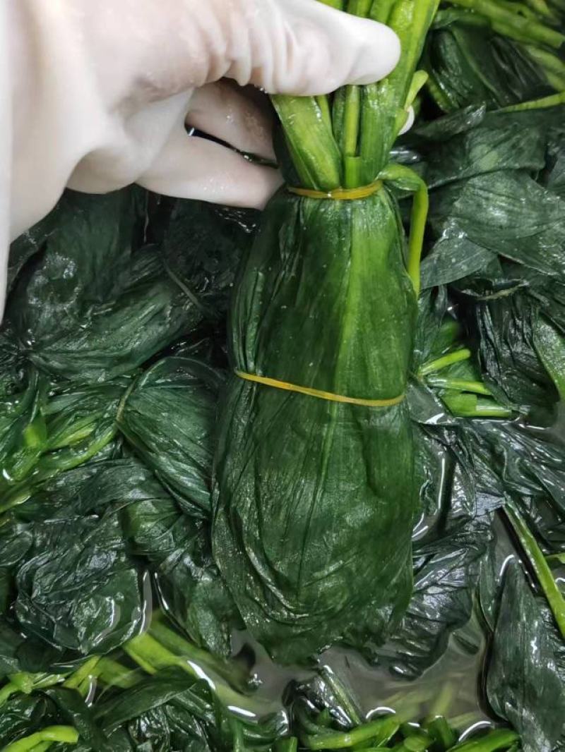 山葱叶大量供货新鲜采摘也有腌制好的品质保证欢迎来电
