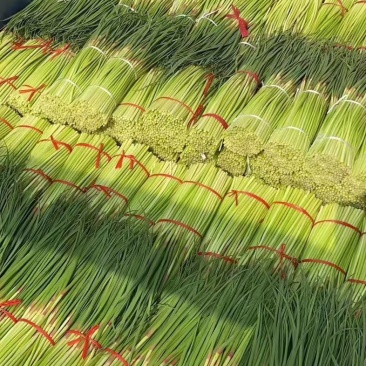 河南红帽蒜苔粗、直、绿、大量供应全国发货