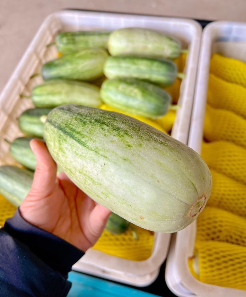 羊角蜜甜瓜山东甜瓜，博洋九号现摘现发供应电商市场