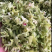 石斛花有铁皮石斛花和鼓锤石斛花两种，各种花条批发