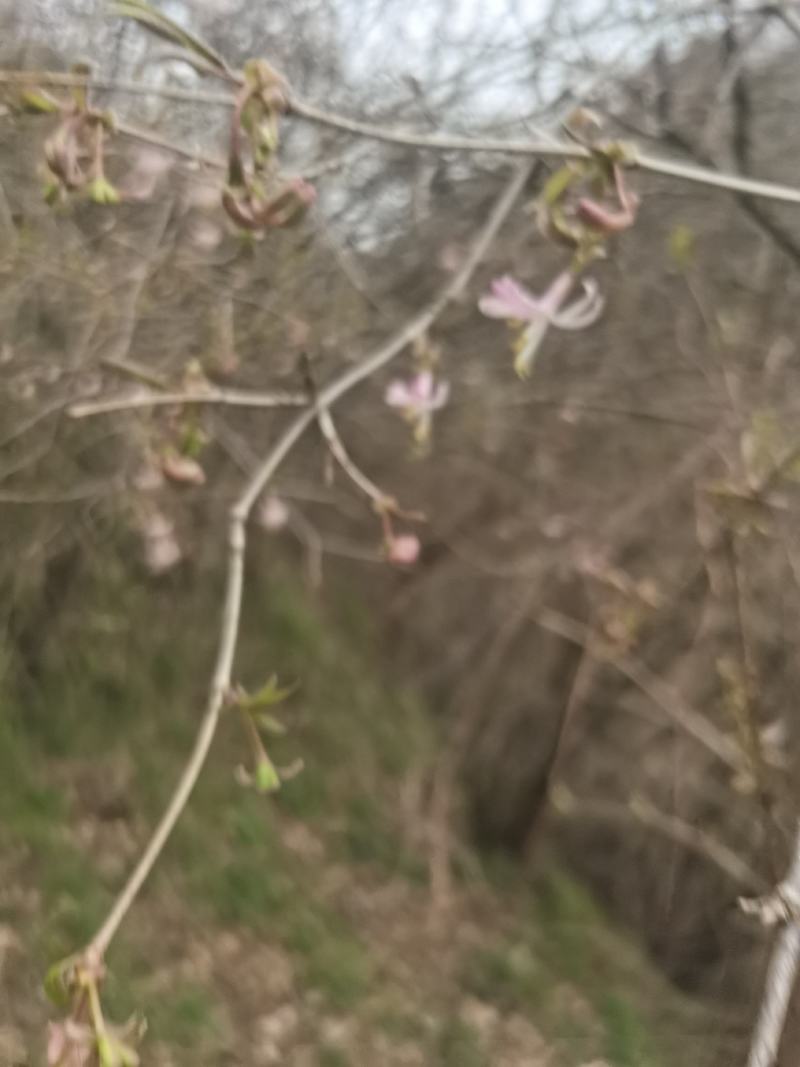 胡秃子盆景素材羊奶子果树绿化苗木羊奶果盆景素材绿植