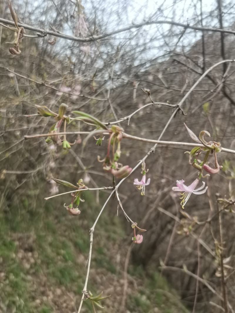 胡秃子盆景素材羊奶子果树绿化苗木羊奶果盆景素材绿植