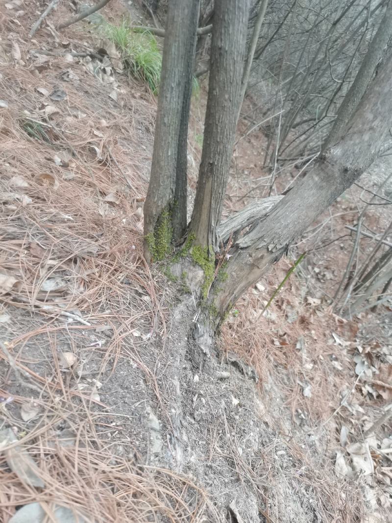 胡秃子盆景素材羊奶子果树绿化苗木羊奶果盆景素材绿植