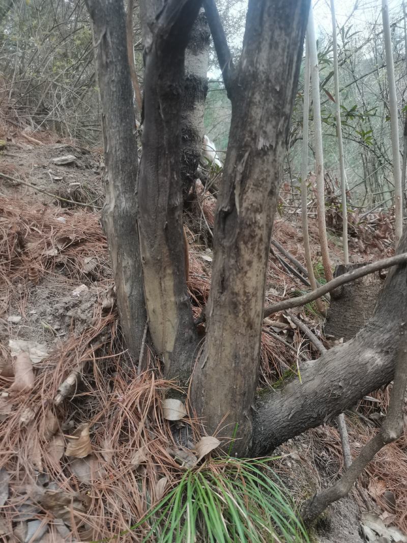 胡秃子盆景素材羊奶子果树绿化苗木羊奶果盆景素材绿植