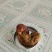 鸡黄
