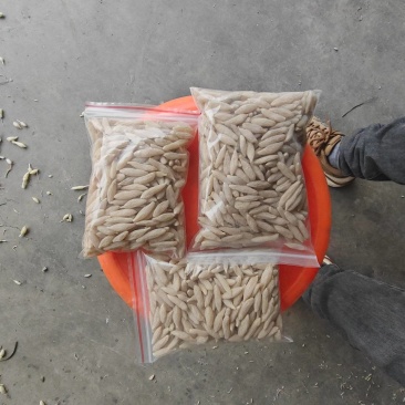 精品涪城麦冬价格美丽量大从优基地直发对接全国诚信合作