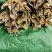 【精品】野生山竹笋新鲜现货大量上市，品质保证，量大从优！