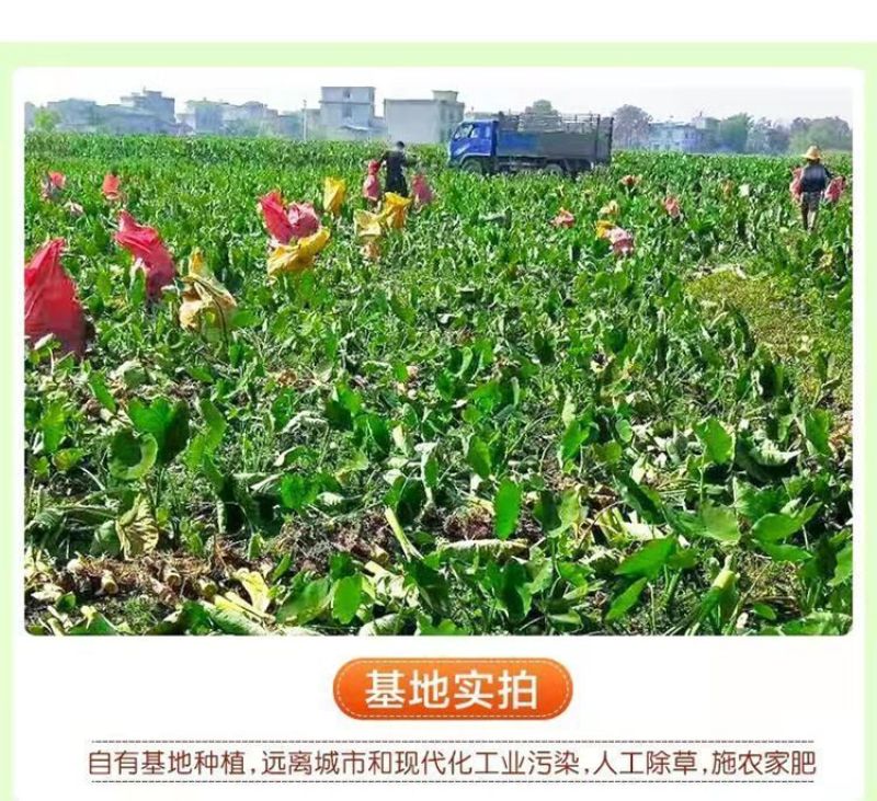 山东牛奶毛芋头支持分捡
