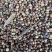 陕西商洛苦参种籽，价格，大量上市，价格可议，