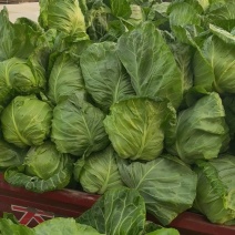 临沂市郯城县甘蓝包菜