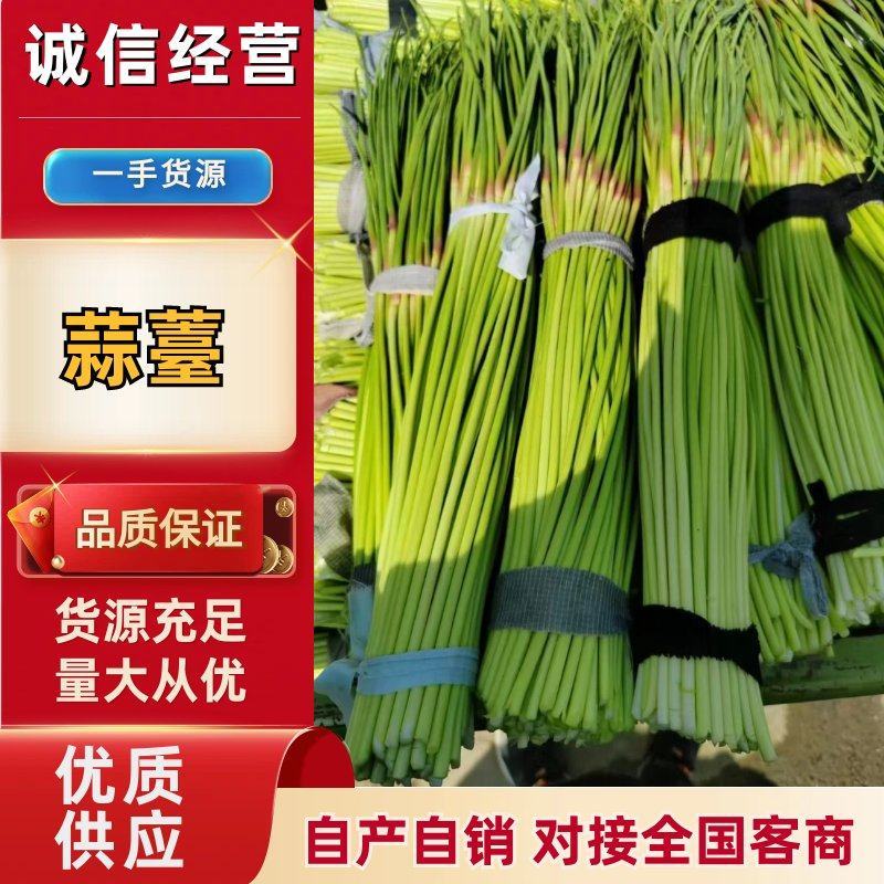精品蒜薹大量上市开封蒜苔红帽蒜苔产地直供