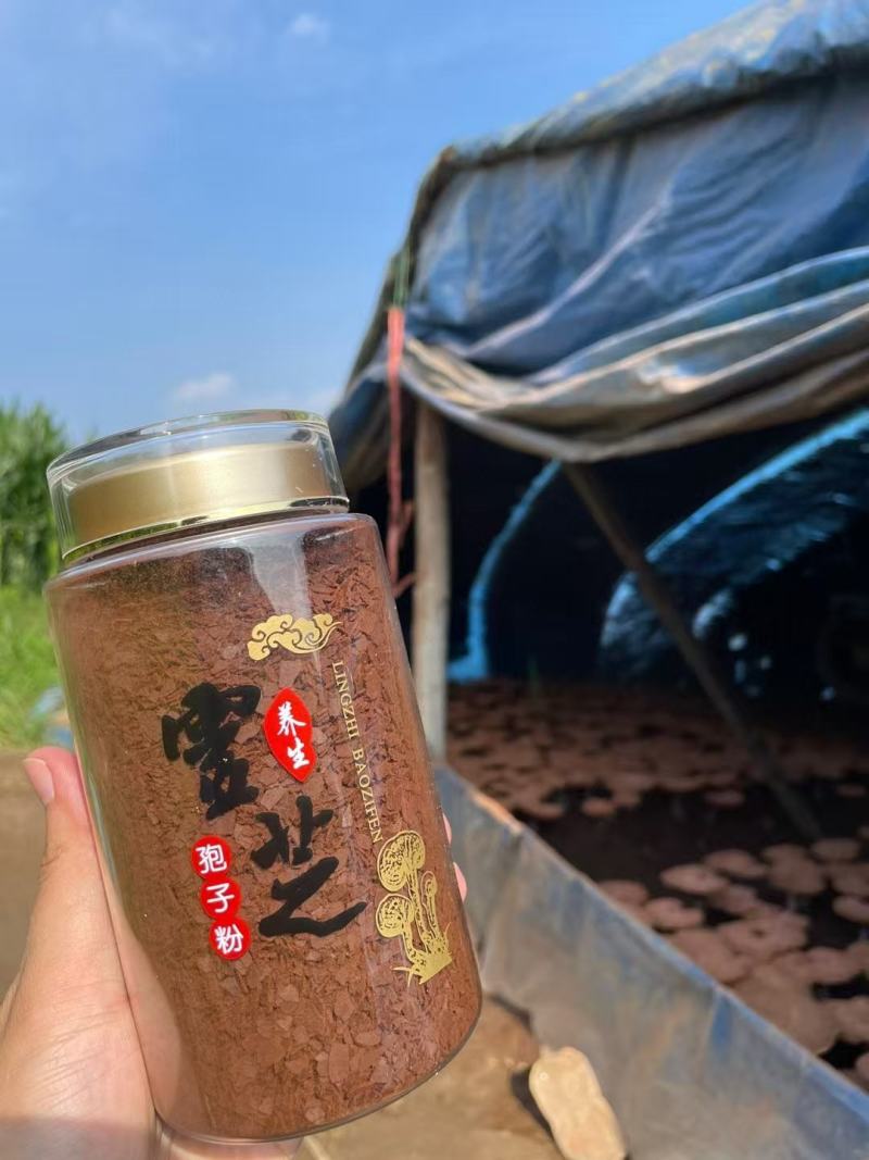 长白山灵芝孢子粉大量批发支持一件代发一瓶250克