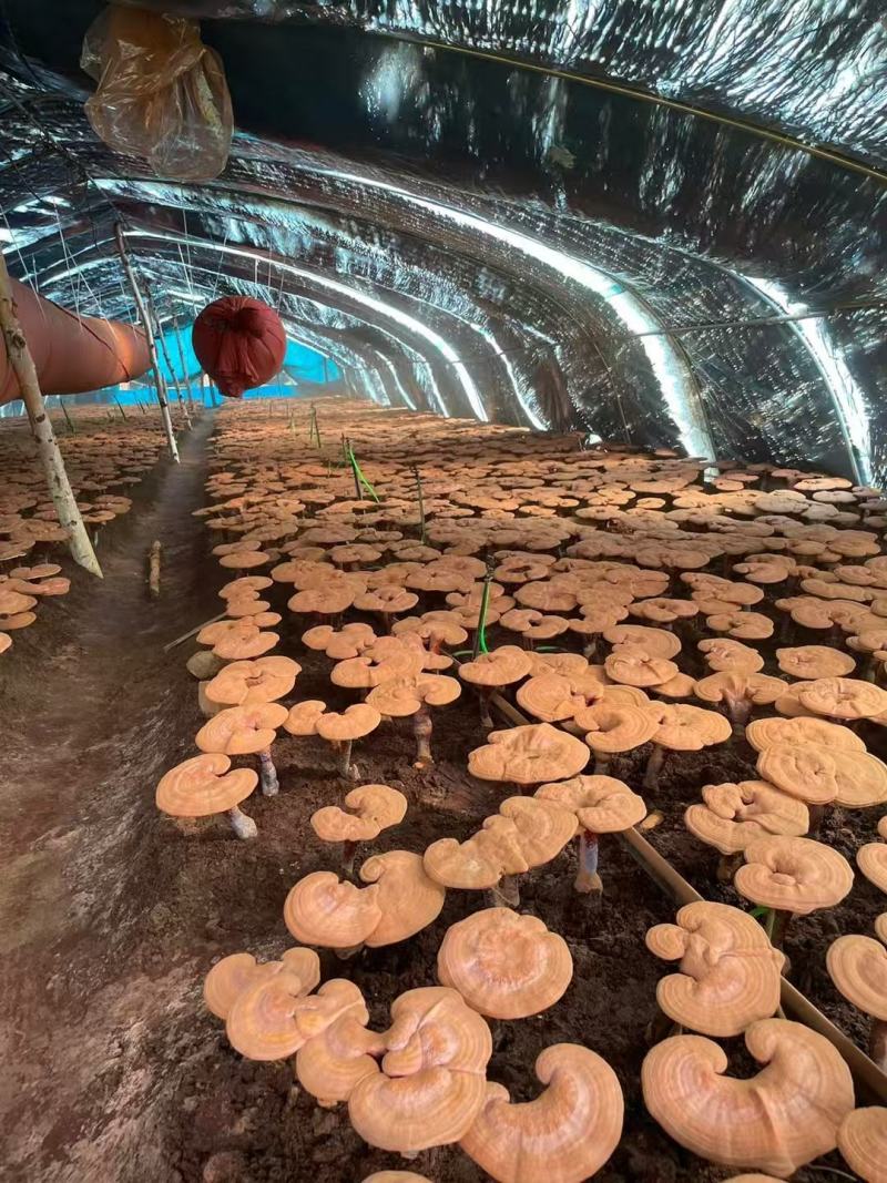 长白山灵芝孢子粉大量批发支持一件代发一瓶250克