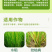 24%噻呋酰胺杀菌剂水稻小麦稻曲纹枯病花生白娟病