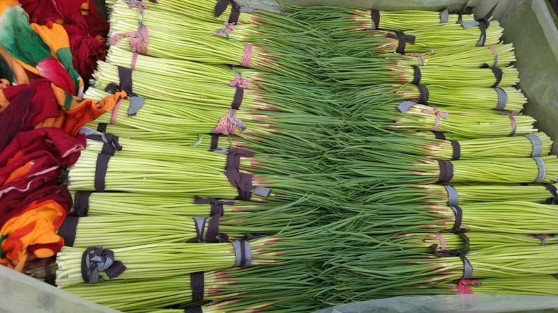 精品蒜薹大量上市开封蒜苔红帽蒜苔产地直供
