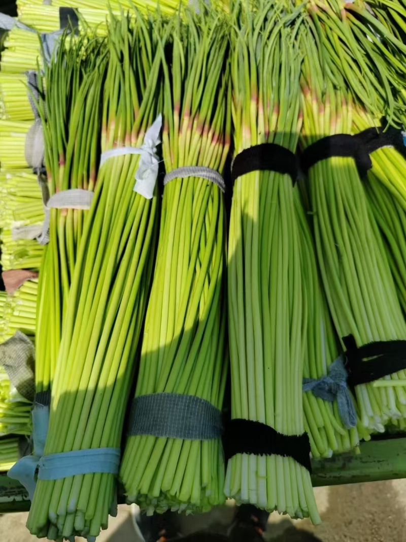 精品蒜薹大量上市开封蒜苔红帽蒜苔产地直供
