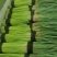 精品蒜薹大量上市开封蒜苔红帽蒜苔产地直供