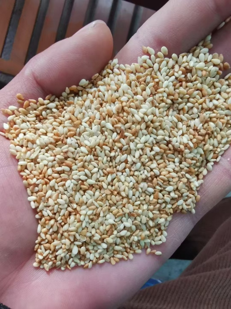 面向全国供优质黑白芝麻，产地直销，大量有货，欢迎老板联系