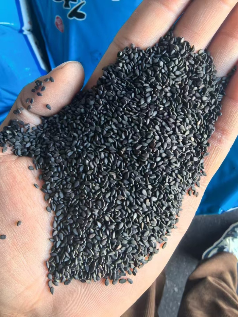 面向全国供优质黑白芝麻，产地直销，大量有货，欢迎老板联系